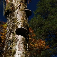 154635_439208326145346_1660910670_n_439208326145346