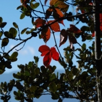 251196_439205106145668_1424861817_n_439205106145668