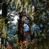 382070_439204936145685_376231243_n_439204936145685