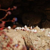 480378_439205226145656_872635280_n_439205226145656