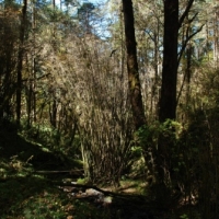 486972_439208239478688_1190670651_n_439208239478688