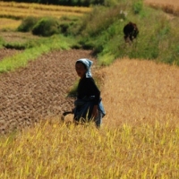 556341_439209649478547_731517018_n_439209649478547