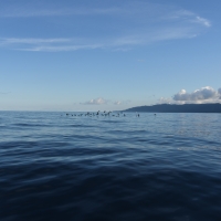 The birds indicate a pot of tuna.