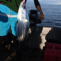 The catch is getting bigger and bigger and ...