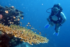 Solo_DiveCoralFish