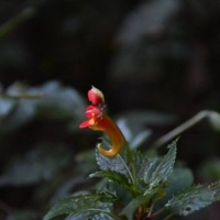 The Kilimanjaro Impatient