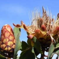 Protea Kilimanjaro