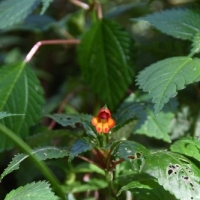 The Kilimanjaro Impatient (also known as the ‘elephant’s trunk flower’)