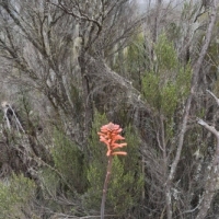 Kniphofia thomsonii