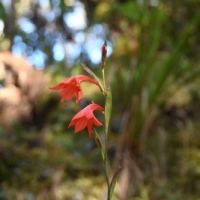 Mountain gladiolus