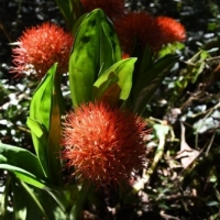 African blood or fireball lily (scadoxus multiflorus)